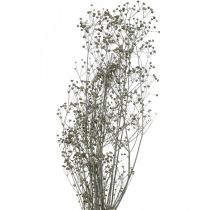 Flor seca Massasa blanca deco ramas 50-55cm ramo de 6uds
