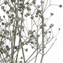 Artículo Flor seca Massasa ramas decorativas blanqueadas 50-55cm manojo de 6 piezas