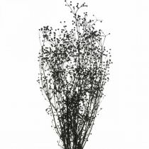 Artículo Flor Seca Massasa Negro Decoración Natural 50-55cm Manojo 10uds