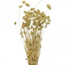 Flor seca Phalaris, manojo de hierba decorativa, florística seca, naturaleza boho, blanqueada L55cm 100g