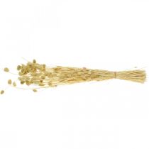 Artículo Flor seca Phalaris, manojo de hierba decorativa, florística seca, naturaleza boho, blanqueada L55cm 100g
