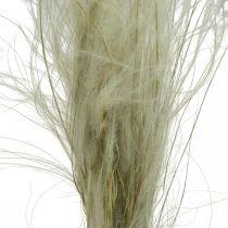 Flores secas deco hierba pluma hierba seca naturaleza 50g