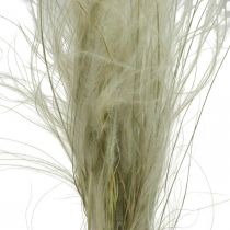 Artículo Flores secas deco hierba pluma hierba seca naturaleza 50g