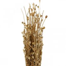 Artículo Flores secas cápsulas de semillas de amapola secas naturales decoración seca salvaje manojo 100g