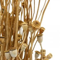 Artículo Flores secas cápsulas de semillas de amapola secas naturales decoración seca salvaje manojo 100g