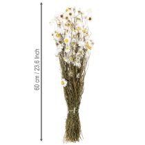 Artículo Flores secas de Acroclinium, flores blancas, arreglo floral seco, 60 cm, 80 g