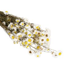 Artículo Flores secas de Acroclinium, flores blancas, arreglo floral seco, 60 cm, 80 g