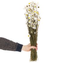 Artículo Flores secas de Acroclinium, flores blancas, arreglo floral seco, 60 cm, 80 g