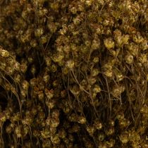 Artículo Flores secas de retama verde oliva 160 g 48 cm