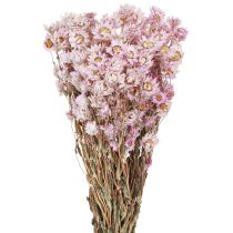 Artículo Ramo de Flores Secas Decoracion Seca Manzanilla Rosa 65cm 50g