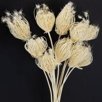 Artículo Flores secas de hinojo crema blanqueadas, ramo de 45 cm, 10 unidades