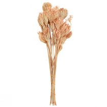 Artículo Decoración flores secas hinojo salmón L50cm Ø4-5cm 100g