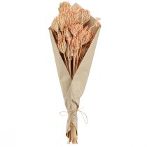 Artículo Decoración flores secas hinojo salmón L50cm Ø4-5cm 100g
