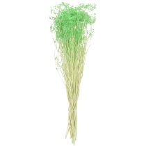Artículo Flores secas, umbelíferas, verdes, 70-80cm, 150g
