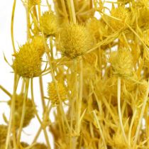 Flores Secas Cardo Seco Amarillo Cardo Fresón 100g