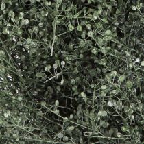 Artículo Corona de flores secas decoración lepidium verde metalizado Ø33cm