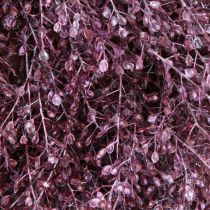 Artículo Corona decorativa, flores secas, Lepidium morado metalizado, corona de pared, Ø33cm, accesorio para el hogar