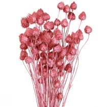 Artículo Flores secas rosa cardo seco cardo fresa teñido 50cm 100g