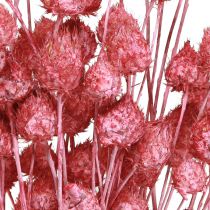 Artículo Flores secas rosa cardo seco cardo fresa teñido 50cm 100g