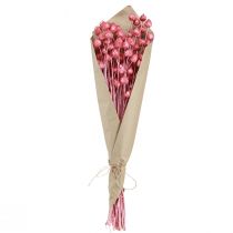 Artículo Flores secas rosa cardo seco cardo fresa teñido 50cm 100g