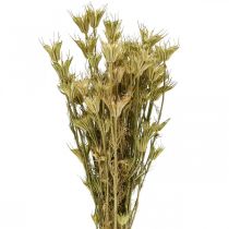 Flores secas comino negro decoración naturaleza Nigella 50cm 75g
