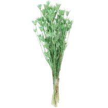 Artículo Flores secas de comino negro nigella verde 50cm 100g