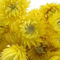 Artículo Flores secas flores de capullo flores de paja amarilla Al 42 cm