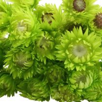 Artículo Flores secas flores de capullo flores de paja verde claro Al.42cm