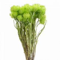 Artículo Flores secas flores de capullo flores de paja verde claro Al.42cm