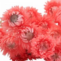 Artículo Flores secas Flores de gorra Flores de paja color salmón Alt. 42 cm