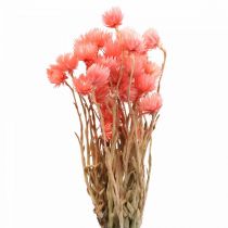 Artículo Flores secas Flores de gorra Flores de paja color salmón Alt. 42 cm