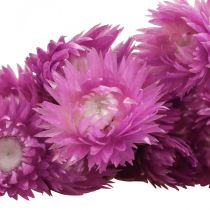 Artículo Flores secas Flores de gorro Flores de paja moradas Al.42cm