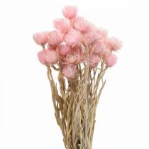 Artículo Flores secas flores de gorro flores de paja rosa Al. 42 cm