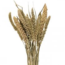 Flores secas mijo grano deco dry floristics 65cm 100g