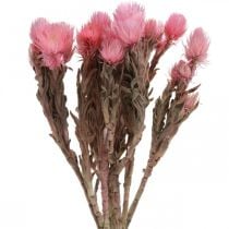 Flores secas Flores de gorra Flores de paja rosa Flores secas Al. 30 cm