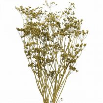 Artículo Flores secas alcaravea auténtica decoración verde 55 cm manojo de 5 piezas