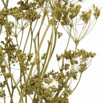 Artículo Flores secas alcaravea auténtica decoración verde 55 cm manojo de 5 piezas
