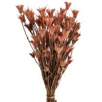 Flores secas comino negro decoración rojo marrón Nigella 40cm 100g