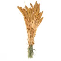Artículo Flores secas Setaria Pumila Naranja, mijo cerda grano decorativo 72cm 225g
