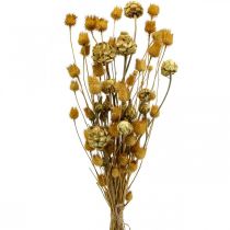 Ramo de flores secas alcachofa fresa cardo natural 40-55cm 100g