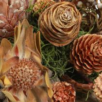 Artículo Decoración seca conos de protea exótica Bellgum L24–48cm 580g