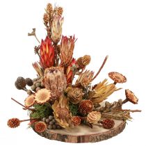 Artículo Decoración seca conos de protea exótica Bellgum L24–48cm 580g