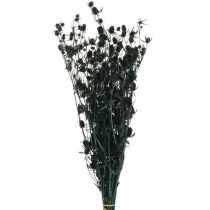 Cardo Seco Black Strawberry Thistle Flores Secas 100g