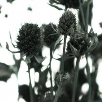 Cardo Seco Black Strawberry Thistle Flores Secas 100g