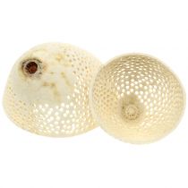Artículo Copa de campana de frutos secos blanqueada para floristería funeraria de 8,5 a 11 cm, 10 unidades
