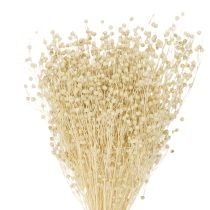 Artículo Hierba seca de lino seco natural blanqueado 50-55cm 180g