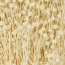 Artículo Hierba seca de lino seco natural blanqueado 50-55cm 180g