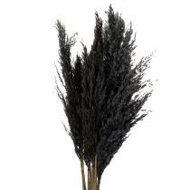 Artículo Hierba seca, junco, negra, 70 cm, tendencia decorativa, 10 piezas
