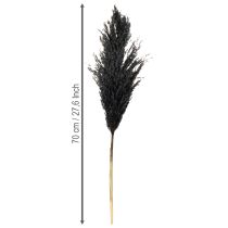 Artículo Hierba seca, junco, negra, 70 cm, tendencia decorativa, 10 piezas