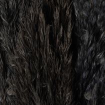 Artículo Hierba seca, junco, negra, 70 cm, tendencia decorativa, 10 piezas